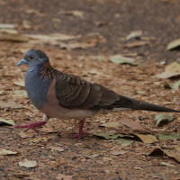 Bar-shouldered Dove